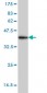 NDN Antibody (monoclonal) (M02)