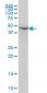NDN Antibody (monoclonal) (M02)