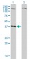 NDN Antibody (monoclonal) (M02)