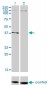 NDN Antibody (monoclonal) (M02)