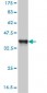 NDN Antibody (monoclonal) (M07)