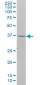 NDN Antibody (monoclonal) (M07)