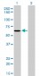 NDOR1 Antibody (monoclonal) (M01)