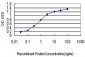 NDRG2 Antibody (monoclonal) (M03)