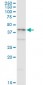 NDRG2 Antibody (monoclonal) (M03)