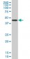 NDRG2 Antibody (monoclonal) (M06)