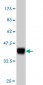NDST1 Antibody (monoclonal) (M01)