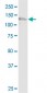 NDST1 Antibody (monoclonal) (M01)