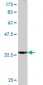 NDST1 Antibody (monoclonal) (M03)