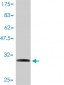 NDUFA1 Antibody (monoclonal) (M01)