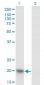 NDUFAB1 Antibody (monoclonal) (M06)