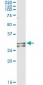 NDUFS3 Antibody (monoclonal) (M02)