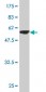 NDUFS3 Antibody (monoclonal) (M02)