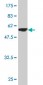 NDUFS3 Antibody (monoclonal) (M02)