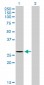 NDUFS3 Antibody (monoclonal) (M02)