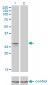 NDUFS3 Antibody (monoclonal) (M02)