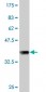 NDUFV1 Antibody (monoclonal) (M01)