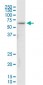 NDUFV1 Antibody (monoclonal) (M01)