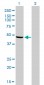 NDUFV1 Antibody (monoclonal) (M01)