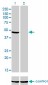 NDUFV1 Antibody (monoclonal) (M01)