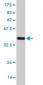 NEFH Antibody (monoclonal) (M01)