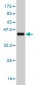 NEK2 Antibody (monoclonal) (M02)