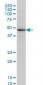 NEK2 Antibody (monoclonal) (M02)