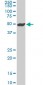 NEK2 Antibody (monoclonal) (M11)