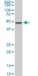 NEK2 Antibody (monoclonal) (M11)