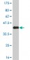 NEK9 Antibody (monoclonal) (M01)