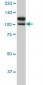 NEK9 Antibody (monoclonal) (M01)