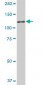 NEK9 Antibody (monoclonal) (M01)