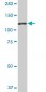 NEK9 Antibody (monoclonal) (M01)