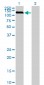 NEK9 Antibody (monoclonal) (M01)