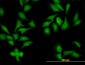 NEK9 Antibody (monoclonal) (M01)