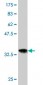 NEU2 Antibody (monoclonal) (M04)