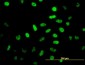 NEUROD1 Antibody (monoclonal) (M01)