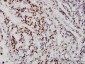NEUROD1 Antibody (monoclonal) (M01)