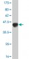 NEUROD1 Antibody (monoclonal) (M01)