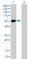 NEUROD1 Antibody (monoclonal) (M01)