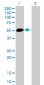 NEUROD1 Antibody (monoclonal) (M01)