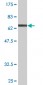 NFE2 Antibody (monoclonal) (M01)