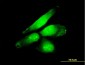 NFE2L2 Antibody (monoclonal) (M03)