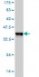 NFE2L2 Antibody (monoclonal) (M03)