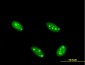 NFIA Antibody (monoclonal) (M02)