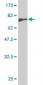 NFIA Antibody (monoclonal) (M02)
