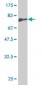 NFIA Antibody (monoclonal) (M02)