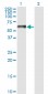 NFIA Antibody (monoclonal) (M02)