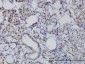NFIC Antibody (monoclonal) (M01)