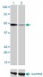 NFIC Antibody (monoclonal) (M01)